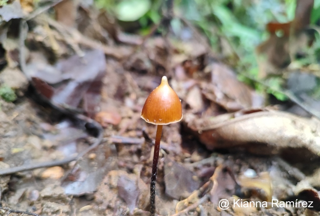 Psilocybe hoogshagenii image