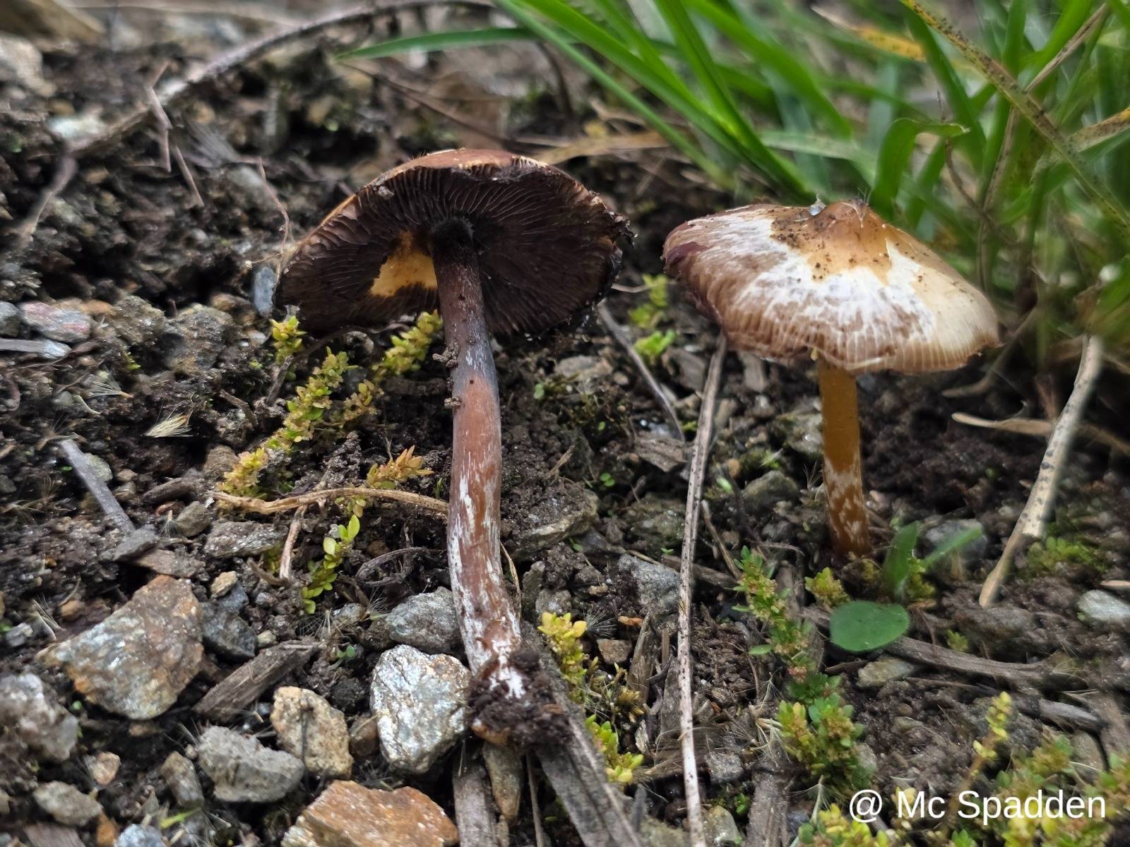 Psilocybe caerulescens image