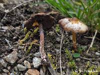 Image of Psilocybe caerulescens