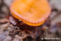 Scutellinia scutellata image