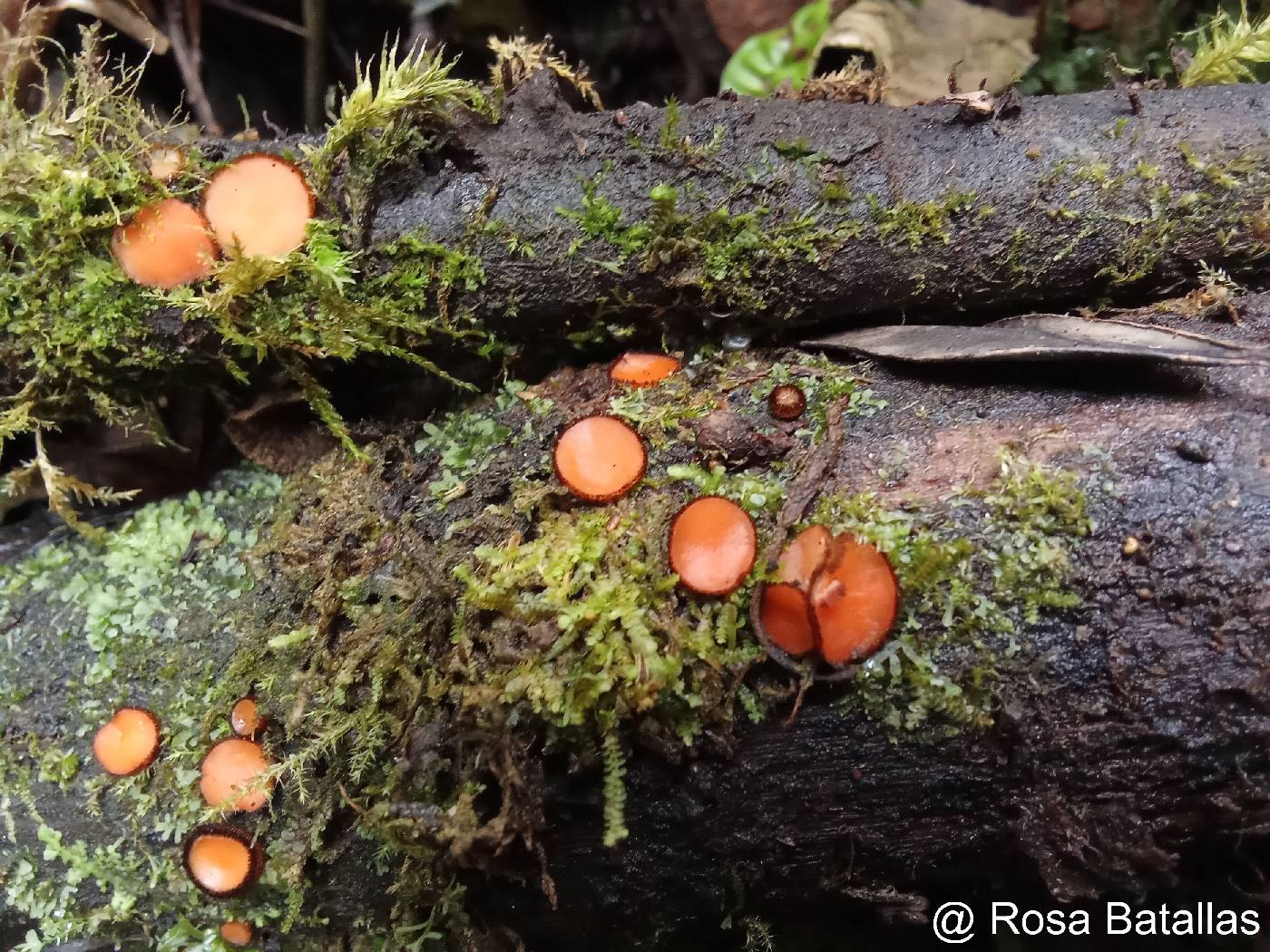 Pyronemataceae image