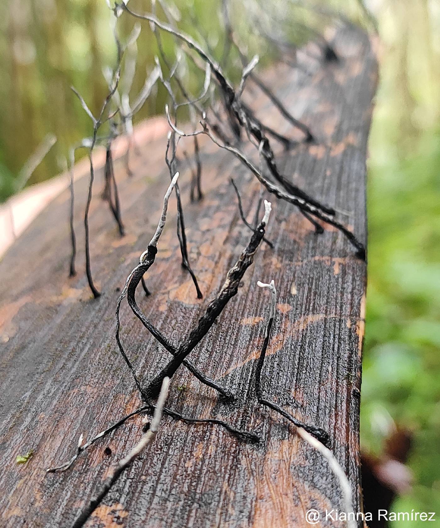 Xylaria filiformis image
