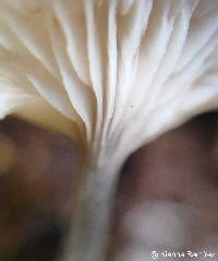 Image of Tetrapyrgos nigripes