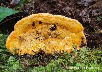 Image of Rigidoporus ulmarius