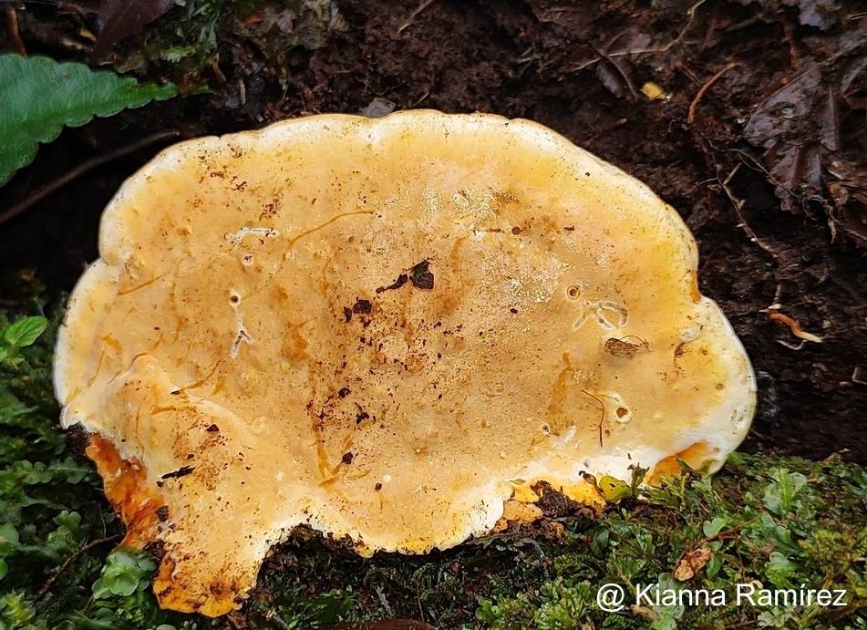 Rigidoporus ulmarius image