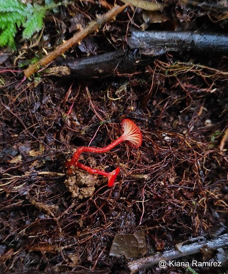 Hygrocybe cantharellus image