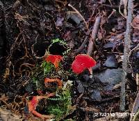 Hygrocybe aphylla image