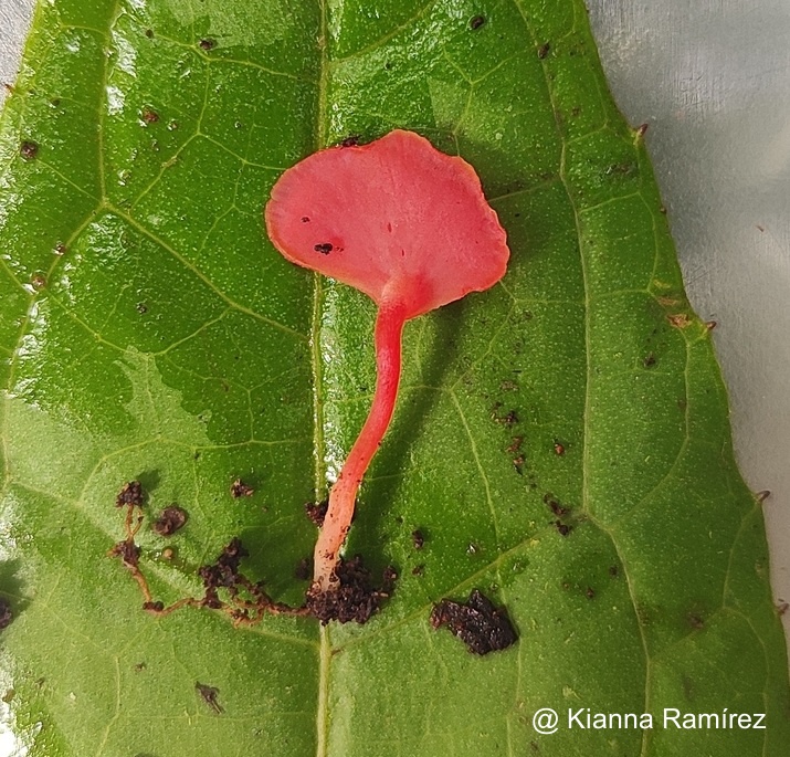 Hygrocybe aphylla image