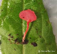 Image of Hygrocybe aphylla
