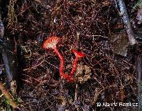 Hygrocybe cantharellus image