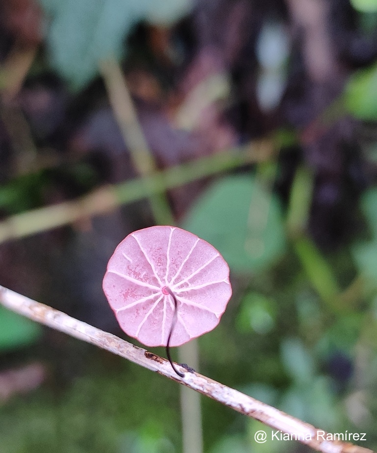 Marasmius haematocephalus image