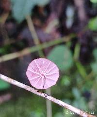 Image of Marasmius haematocephalus