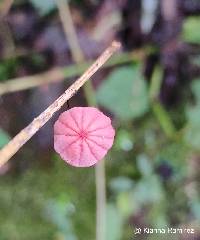 Marasmius haematocephalus image