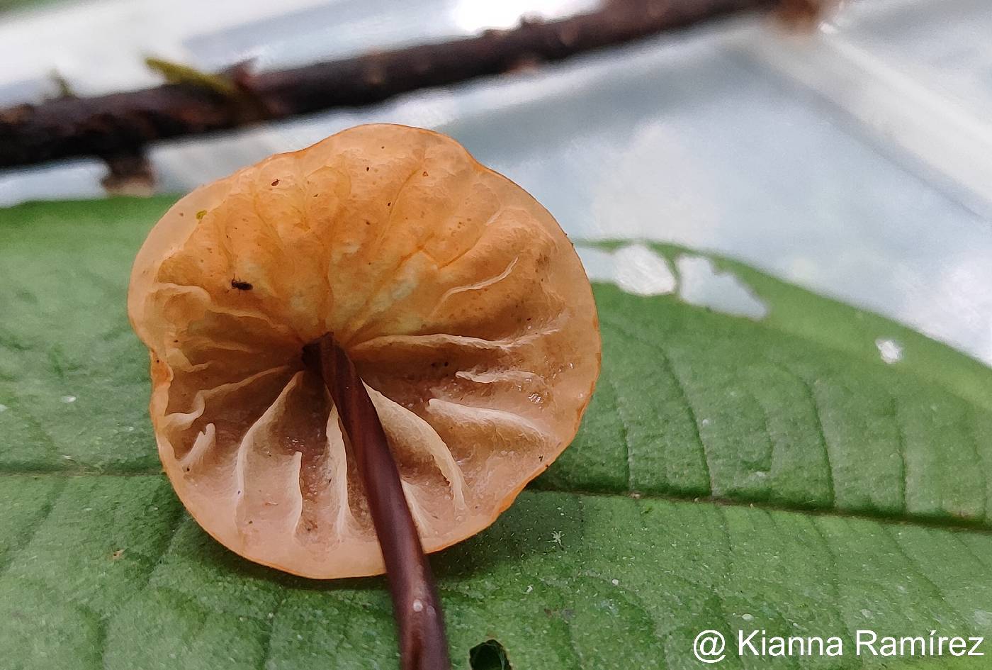Marasmiaceae image
