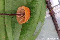 Marasmius siccus image