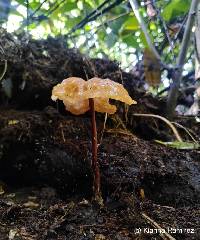Image of Marasmius hymenogloeus