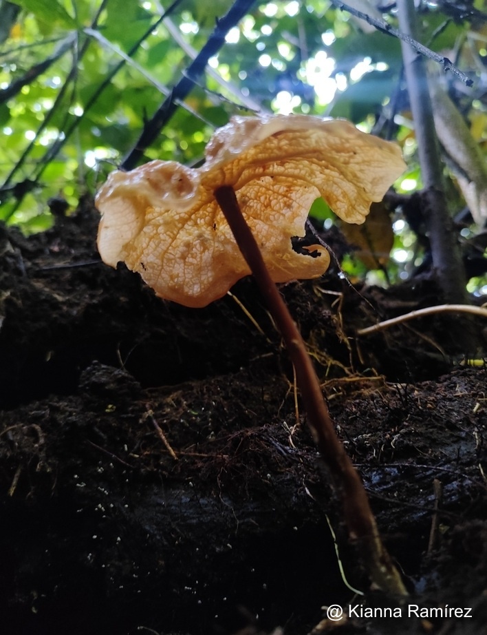 Marasmius hymenogloeus image