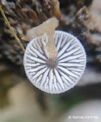 Pseudohiatula irrorata image