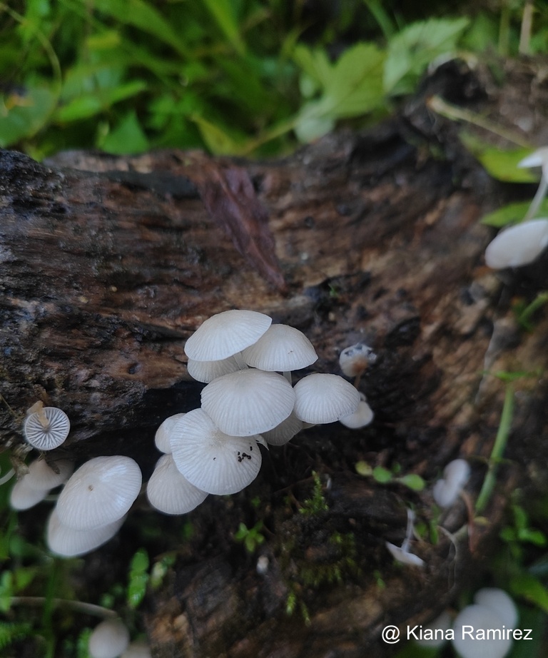 Gymnopus image