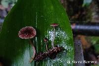 Image of Mycena holoporphyra