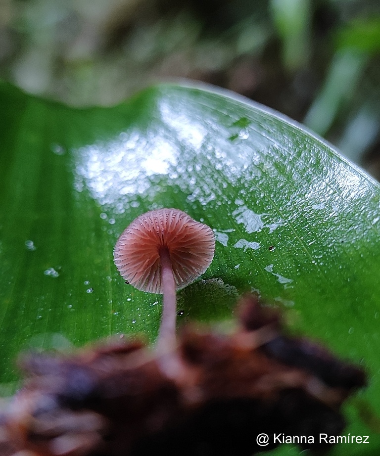Mycena image
