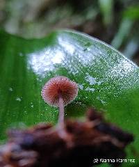 Mycena holoporphyra image