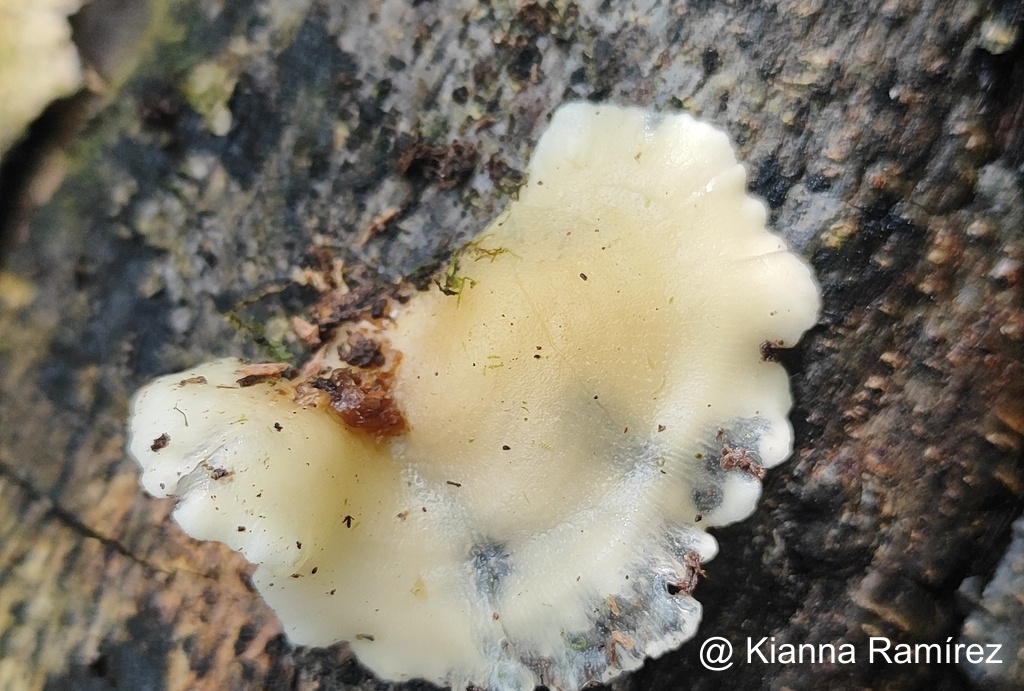 Pleurotaceae image