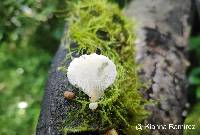 Hohenbuehelia petaloides image
