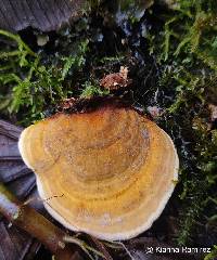 Stereum sanguinolentum image