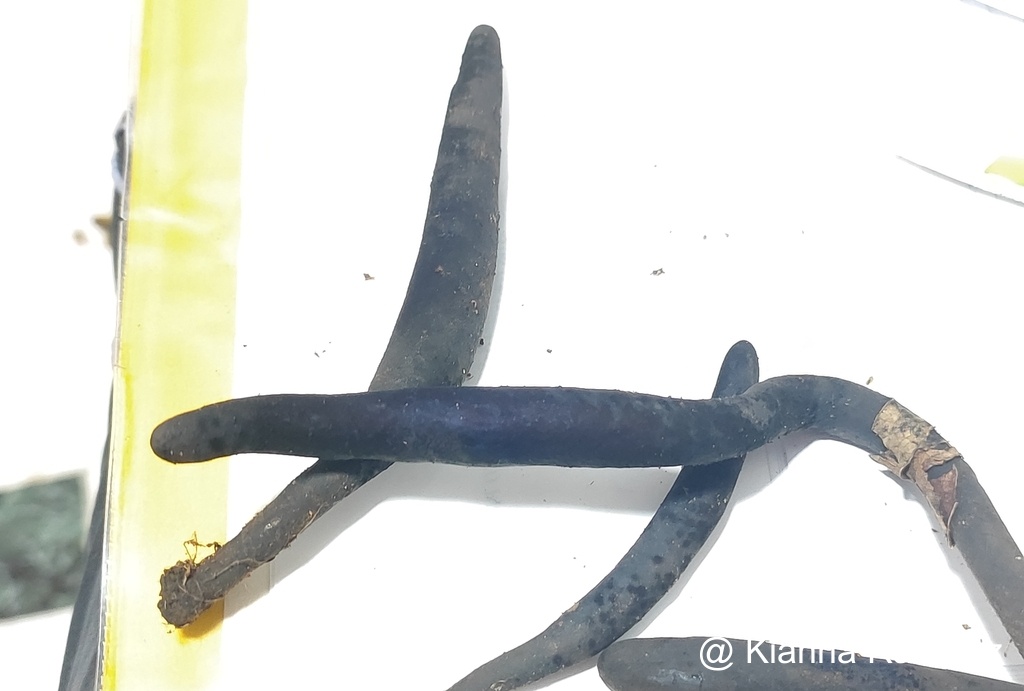 Xylaria image