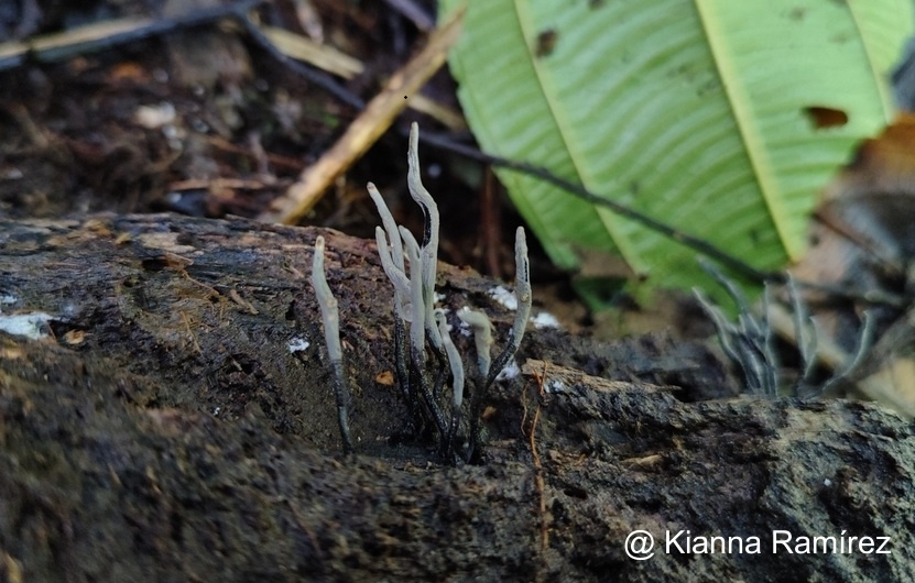 Xylaria hypoxylon image