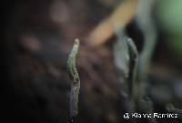 Xylaria hypoxylon image