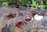 Image of Earliella scabrosa