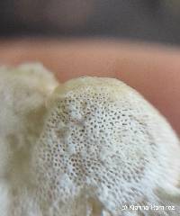 Earliella scabrosa image