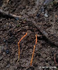 Clavulinopsis laeticolor image