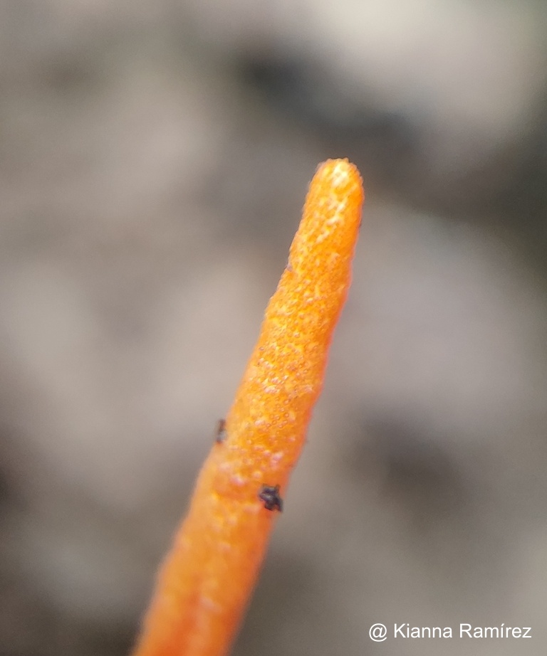 Clavulinopsis image