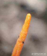 Image of Clavulinopsis laeticolor