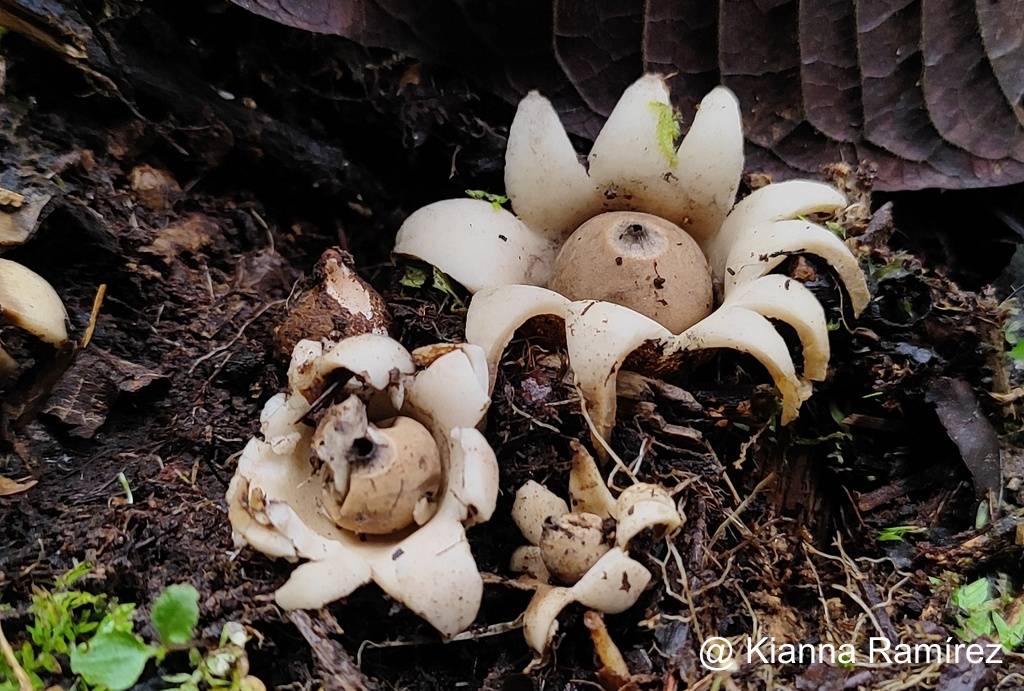 Geastrum image
