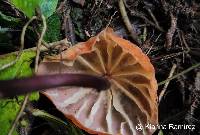 Marasmius berteroi image
