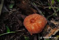 Marasmius berteroi image