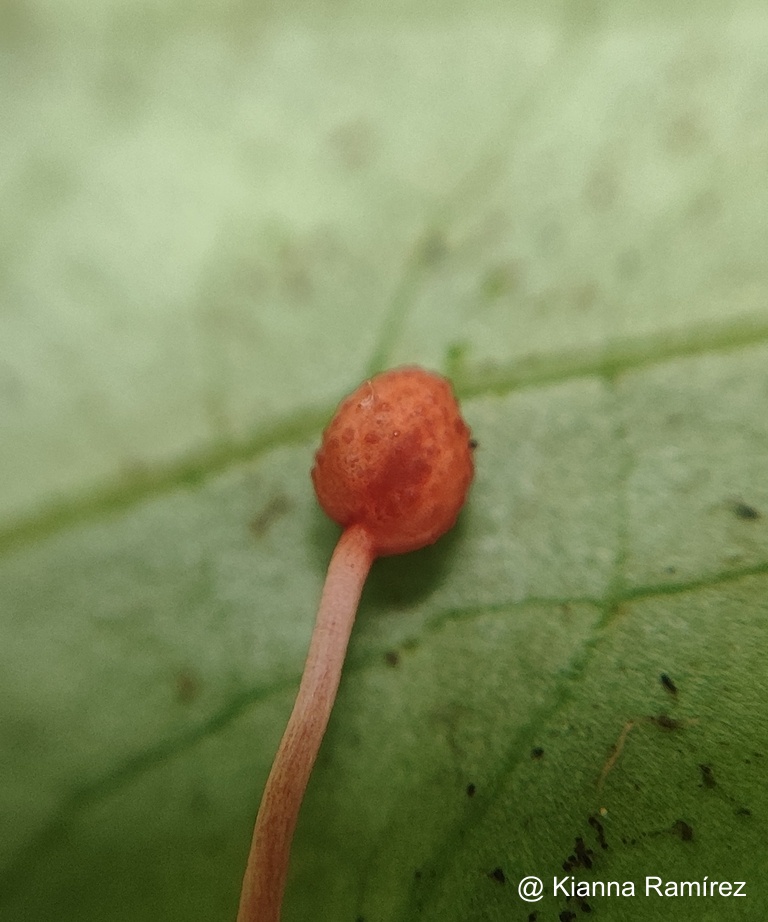 Ophiocordycipitaceae image