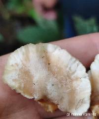 Cymatoderma dendriticum image