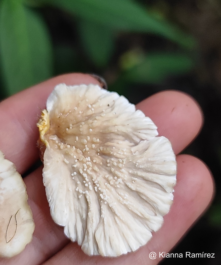 Cymatoderma image