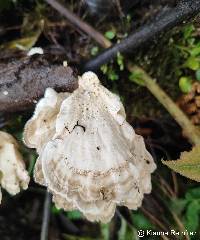 Trametes ochracea image