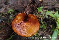 Picipes badius image