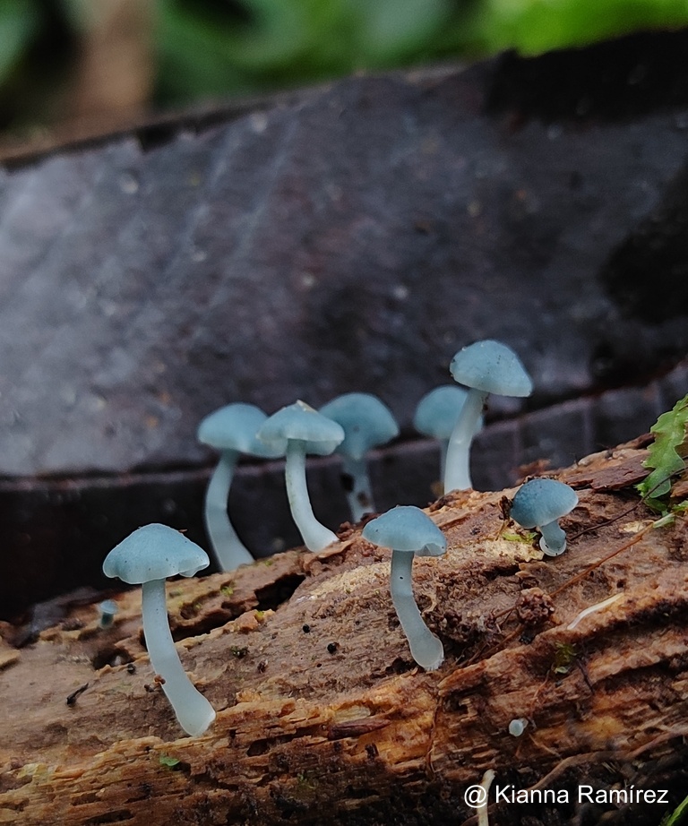 Clitocybula azurea image