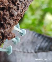 Clitocybula azurea image