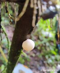 Ascopolyporus polychrous image