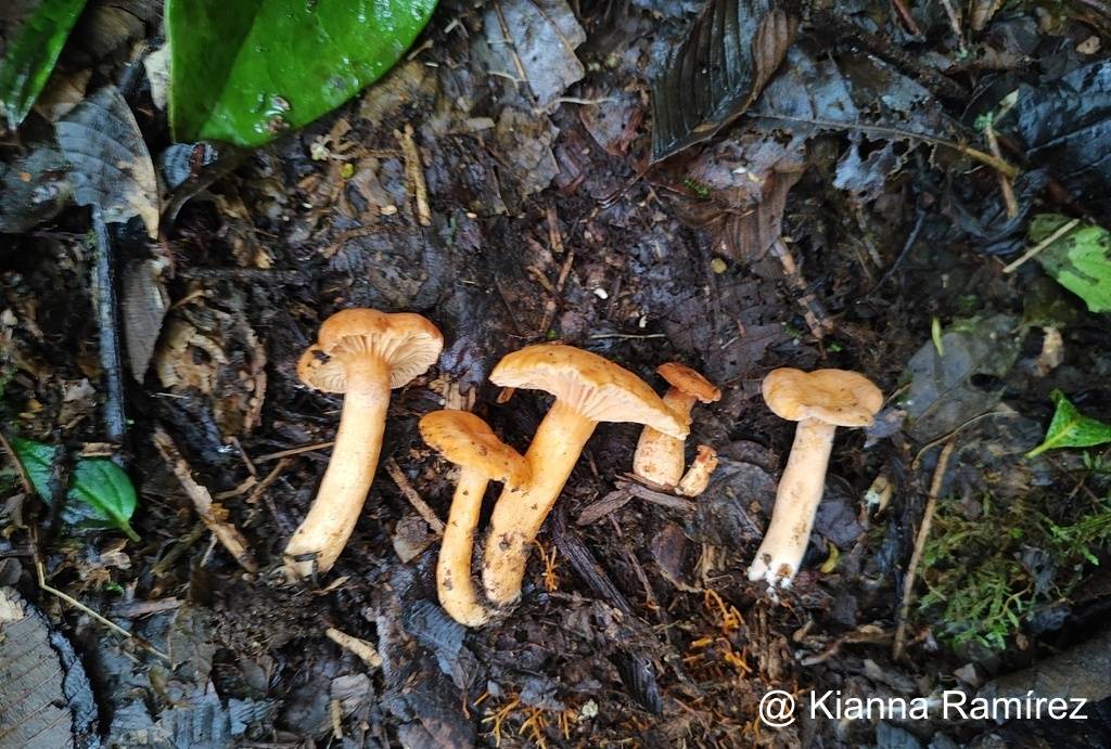 Russulaceae image