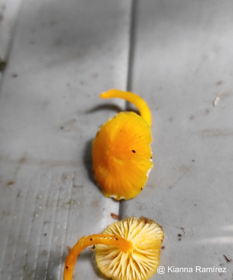Hygrocybe chlorophana image